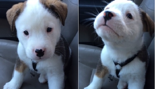 CACHORRO FICA CONFUSO COM O PRÓPRIO SOLUÇO